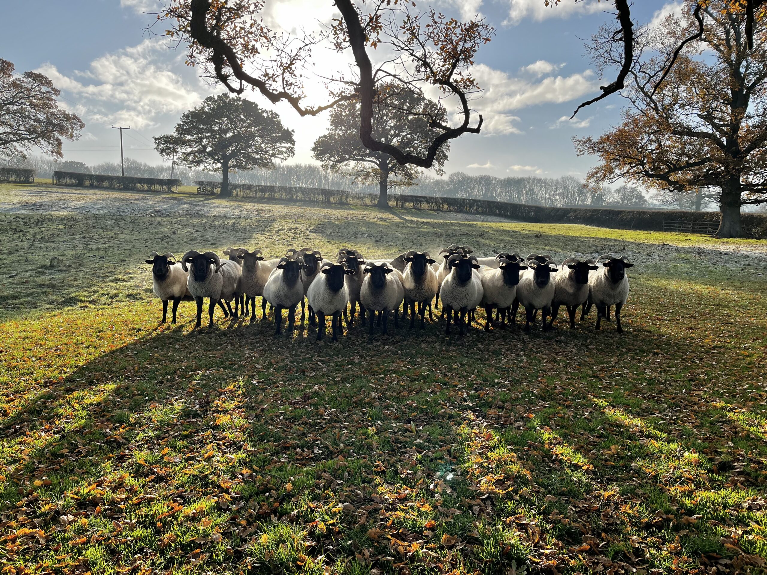 Norfolk Horn Picture
