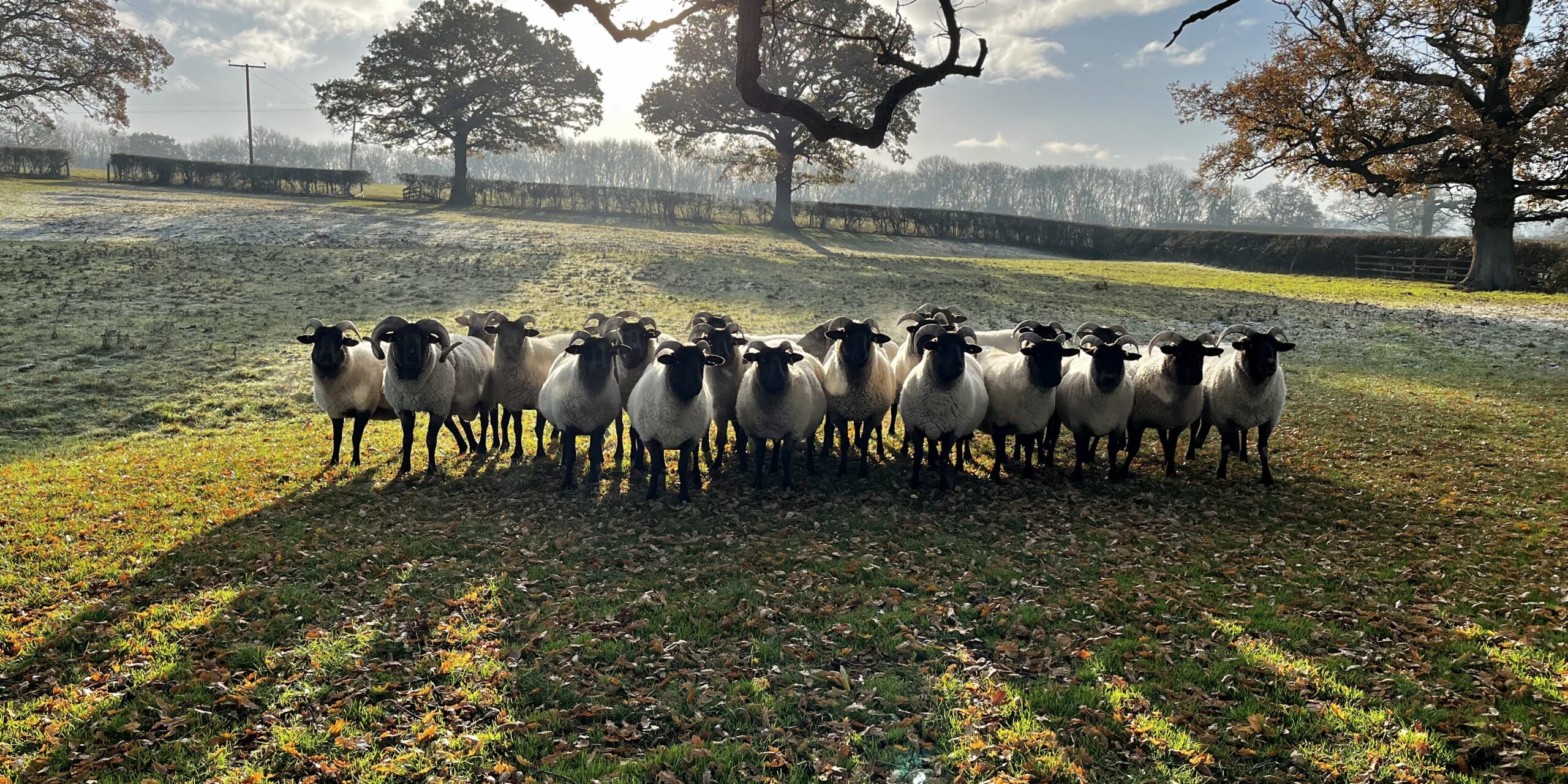 Norfolk Horn Picture